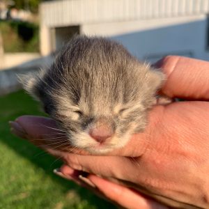 Maine Coon Blue/White