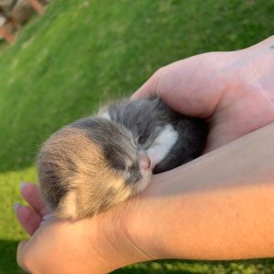 Maine Coon Blue/White