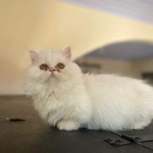 Munchkin Branco Pelo Longo